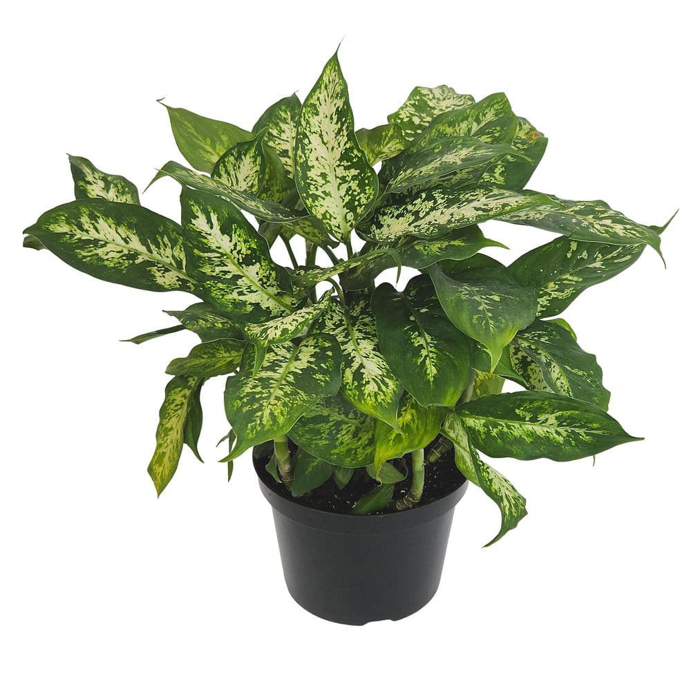 altman-plants-house-plants-