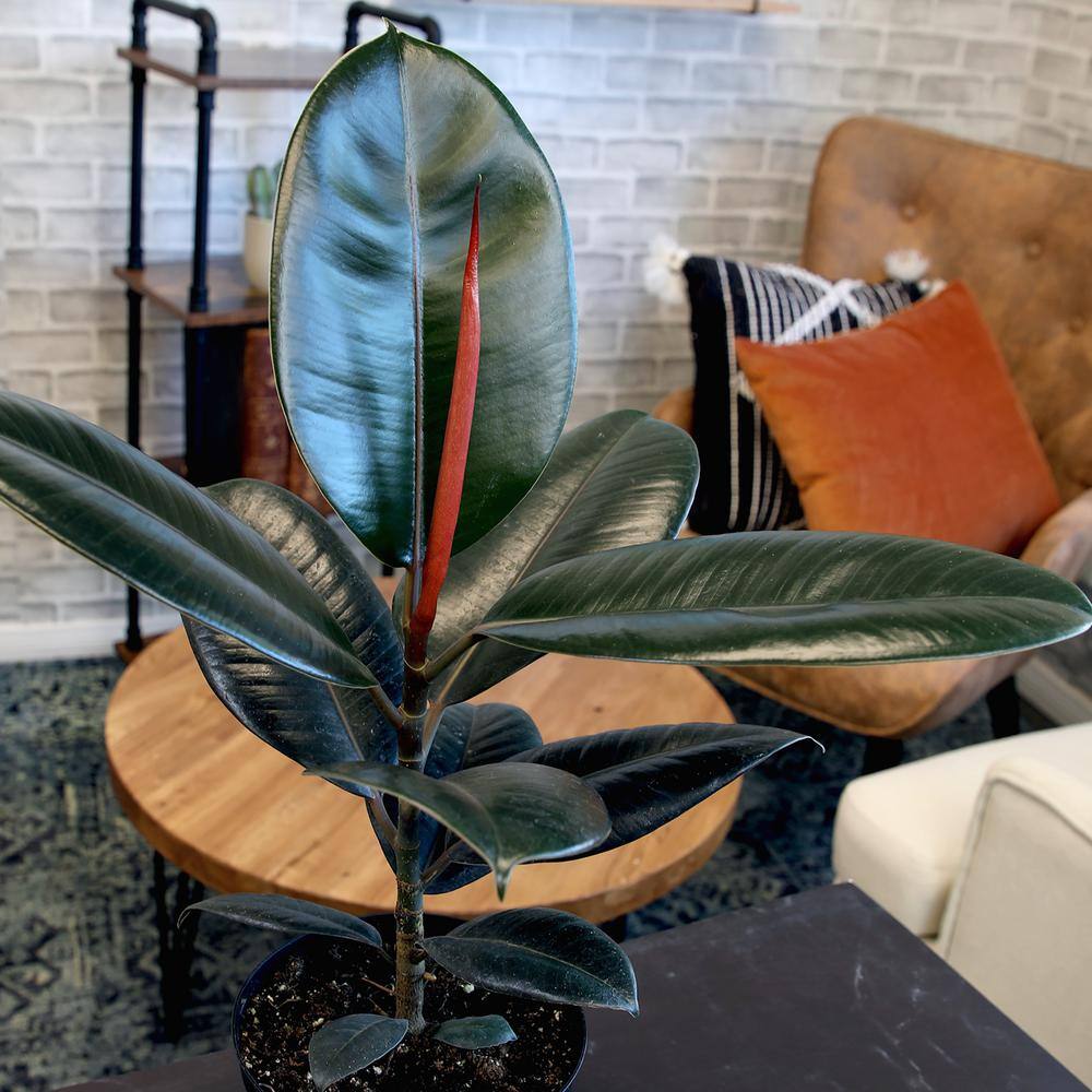 Ficus Burgundy Rubber Tree in Black Plastic Planter