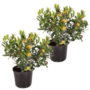 Grower's Choice Outdoor Ixora Taiwanese Plant in 2.5 qt. Grower Pot, Avg. Shipping Height 18 in. to 24 in.