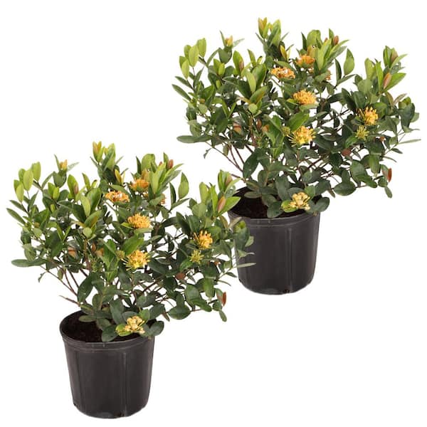 Costa Farms Grower's Choice Outdoor Ixora Taiwanese Plant in 2.5 qt. Grower Pot, Avg. Shipping Height 18 in. to 24 in.