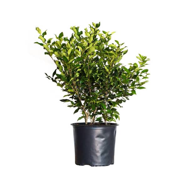 2.5 Gal - Wavy Leaf Ligustrum Recurvifolia, Evergreen Shrub, Creamy-White Flowers