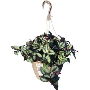 1.8 Gal. Tradescantia Zebrina Purple in 11 In. Hanging Basket