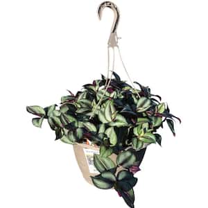 2.5 QT. Tradescantia Zebrina with Green and Purple Foliage in Hanging Basket