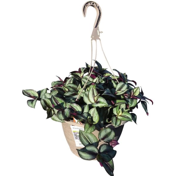 1.8 Gal. Zebrina Purple in 11 In. Hanging Basket - The Home Depot