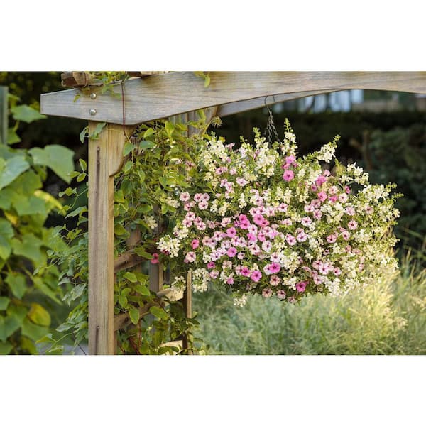 Supertunia® Giant Pink - Petunia hybrid