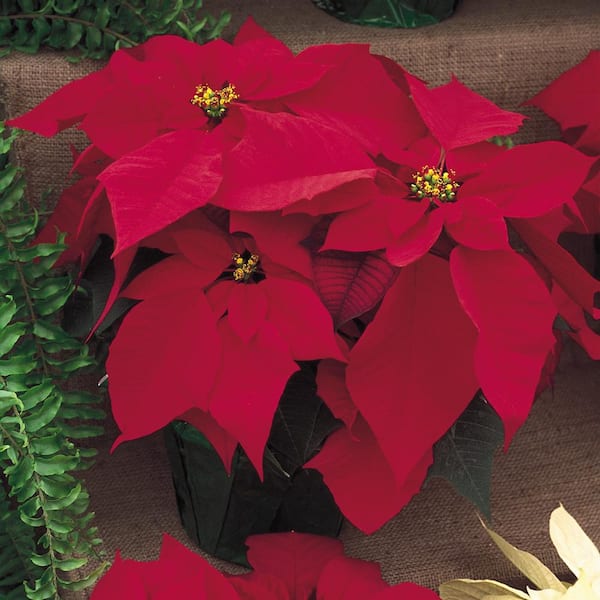 Unbranded 6.5 in. Poinsettia Plant with Red Flowers