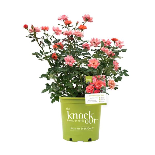 KNOCK OUT 3 Gal. Coral Knock Out Rose Bush with Brick Orange to Pink  Flowers 21308 - The Home Depot
