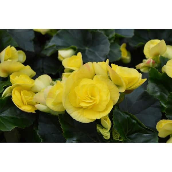 Premier Hanging Basket #12 Begonia Yellow