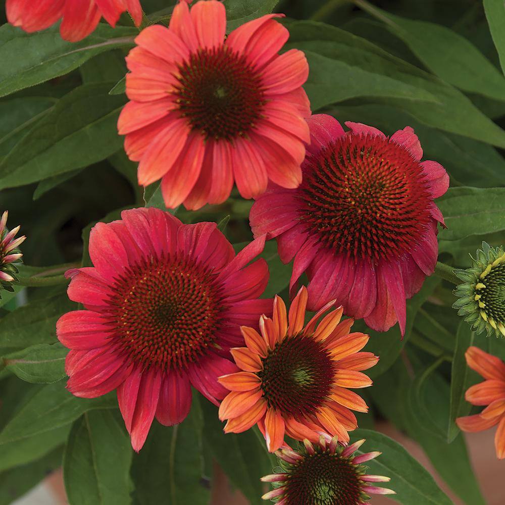 Vigoro 2 QT Echinacea Coneflower 'Sunseekers Red' Red Perennial Plant 1005991168 The Home Depot