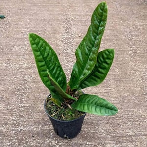 Superbum Anthurium-Live Starter Plants in 2 in. Growers Pots-Anthurium-Tropical Elegance Houseplant