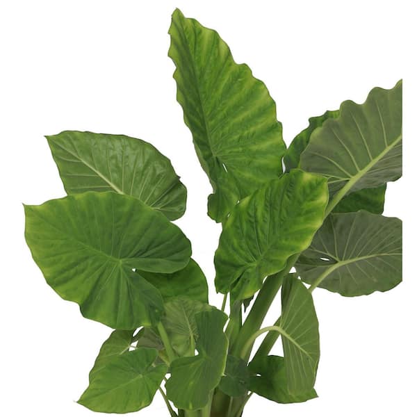 SEASON TO SEASON 2 Gal. California Alocasia Shrub