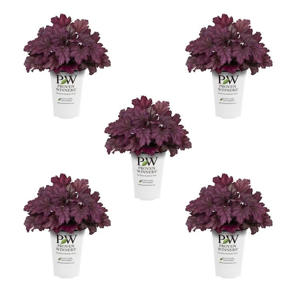 1 qt. Heuchera Coral Bells Primo Wild Rose Red Perennial Plant (5-Pack)