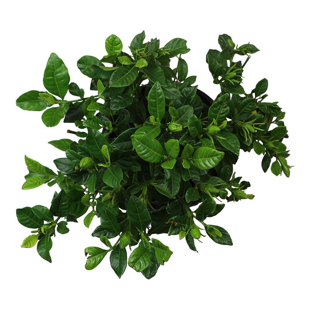 1 Gallon White Gardenia Jasminoides Shrub in Black Pot