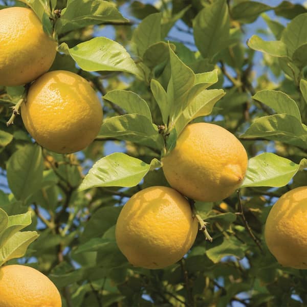 Bloomsz 32 in. Tall 1 Year Old Citrus Lemon Meyer