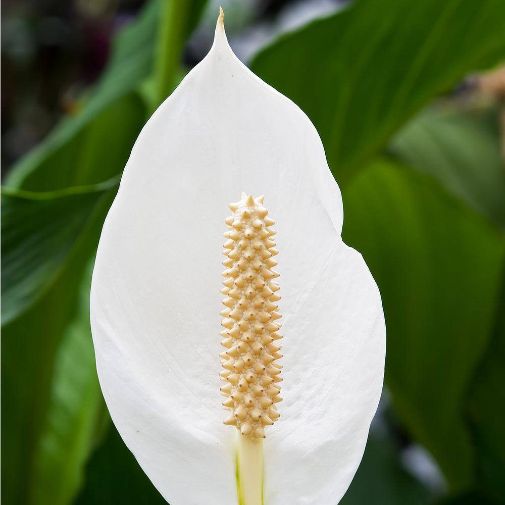 48-Inch White Peace Lily in Black Plastic Planter