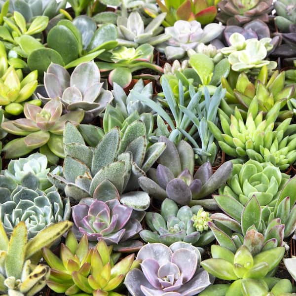 Element by Altman Plants Multicolor Succulent, Live Indoor House Plants with Grower Pots, 2 inch, Pack of 64
