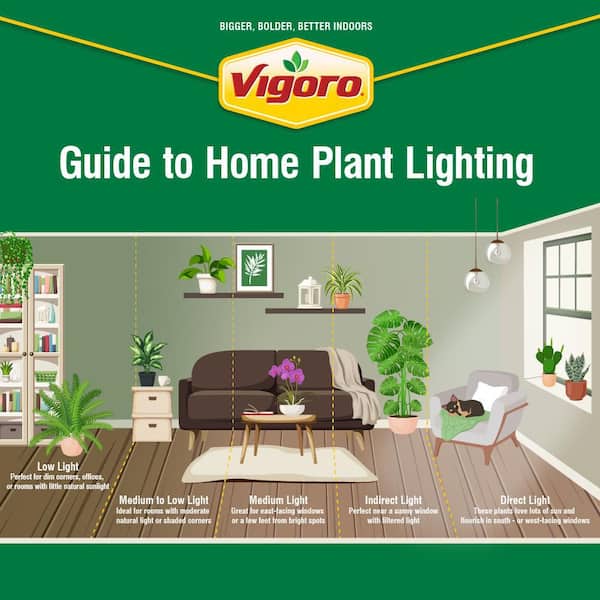 Vigoro Bird's Nest Fern Indoor Plant in 6 in. White Decor Planter, Avg. Shipping Height 1-2 ft. Tall