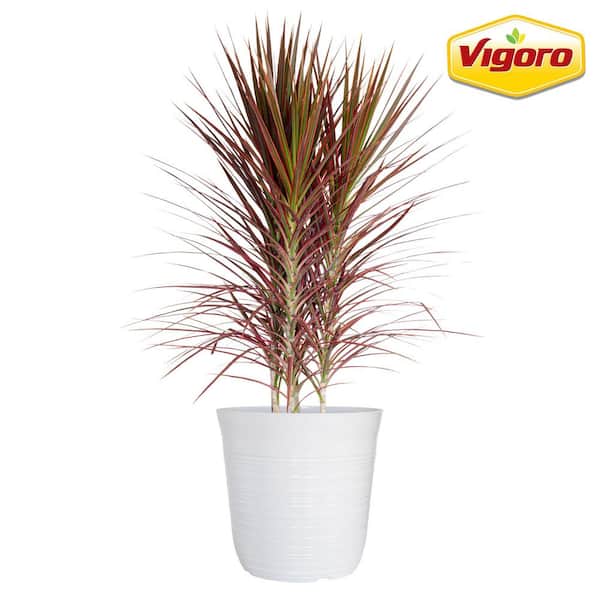 Vigoro 12 in. Vigoro Dracaena Marginata Colorama Plant in White Decor Pot