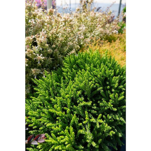 SOUTHERN LIVING 2.5 Qt. Dragon Prince Cryptomeria (Dwarf