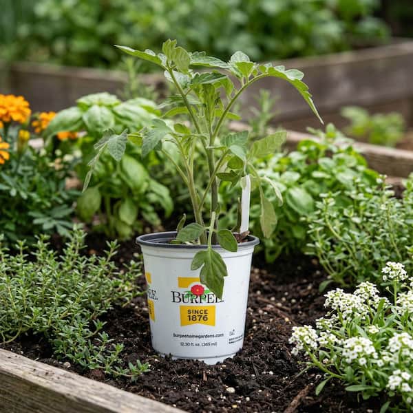 Burpee 3.5 in Early Girl Plus Red Tomato Plant (2-Pack) TOMEGIRR8