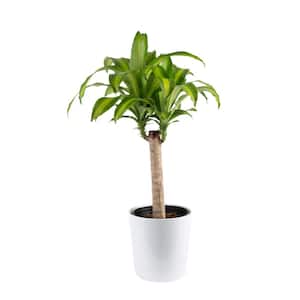 Mass Cane Indoor Plant in 8.78 in. White Decor Pot, Avg. Shipping Height 2-3 ft. Tall