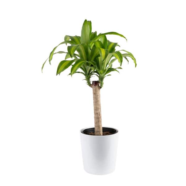 Costa Farms Mass Cane Indoor Plant in 8.75 in. White Decor Pot, Avg. Shipping Height 2-3 ft. Tall