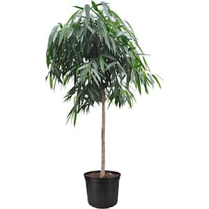 Ficus Alii Standard Tree-Live Plant in a 10 Inch Pot-Ficus Binnendiijkii 'Alii'-Large Ornamental Interior Tree