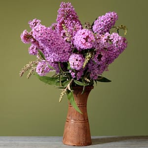2.5 qt. Buddleia Pink Delight Flowering Shrub with Pink Flowers