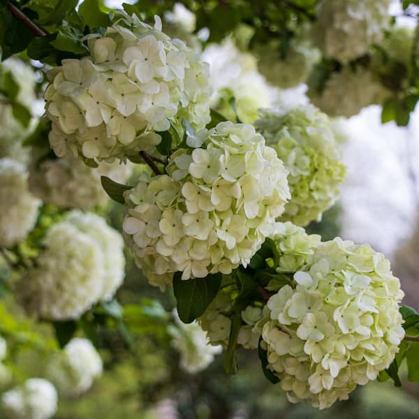 national PLANT NETWORK 3 gal. Viburnum Snowball Shrub with White Flowers