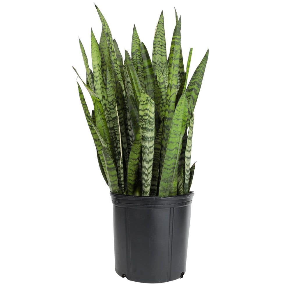 Variegated Live Snake Plant, Drought Tolerant Indoor Plants, Easy Care, Low Maintenance Succulent Houseplant, 10 in. Pot price history on PriceWatchPro