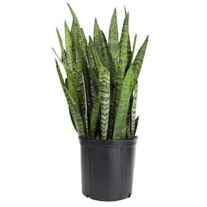 Perfect Plants 10 in. Snake Plant Sansevieria Laurentii Indoor Plant  THD00434 - The Home Depot