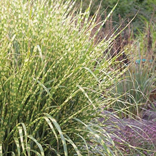 Southern Living Plant Collection 2 Gal. Gold Breeze(Miscanthus), Live Plant, Green and Golden-Yellow Variegated Foliage