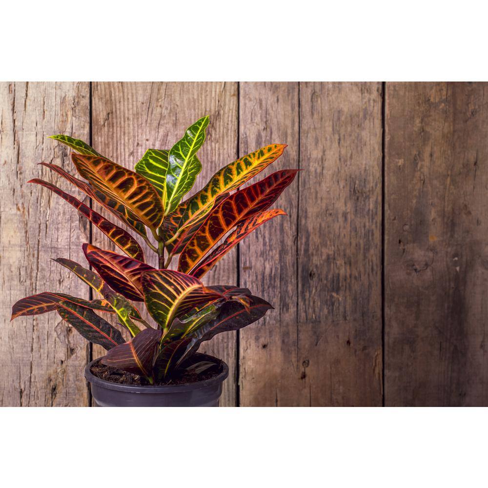 6 in Croton Petra Ornamental Plant in Green Container - 2 Pack