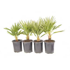 #1 Container Mediterranean Fan Palm Tree (4-Pack)