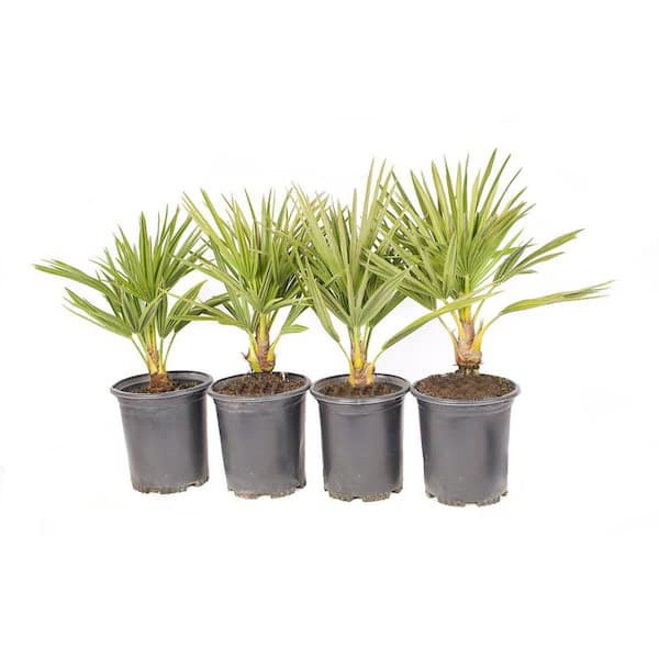 Alder & Oak #1 Container Mediterranean Fan Palm Tree (4-Pack)