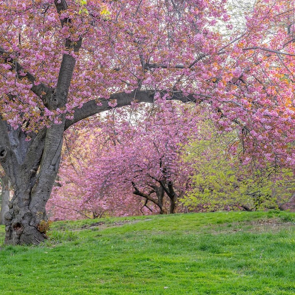 18 of the best cherry blossom trees - Gardens Illustrated