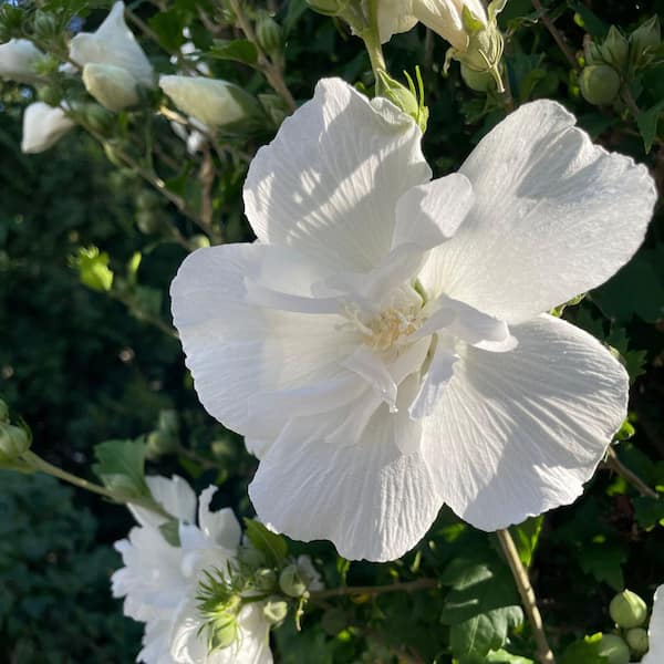 national PLANT NETWORK 3 gal. Hibiscus White Pillar HD2944 - The