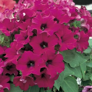 10 in. Blue and Purple Petunia Plant (12-Pack)