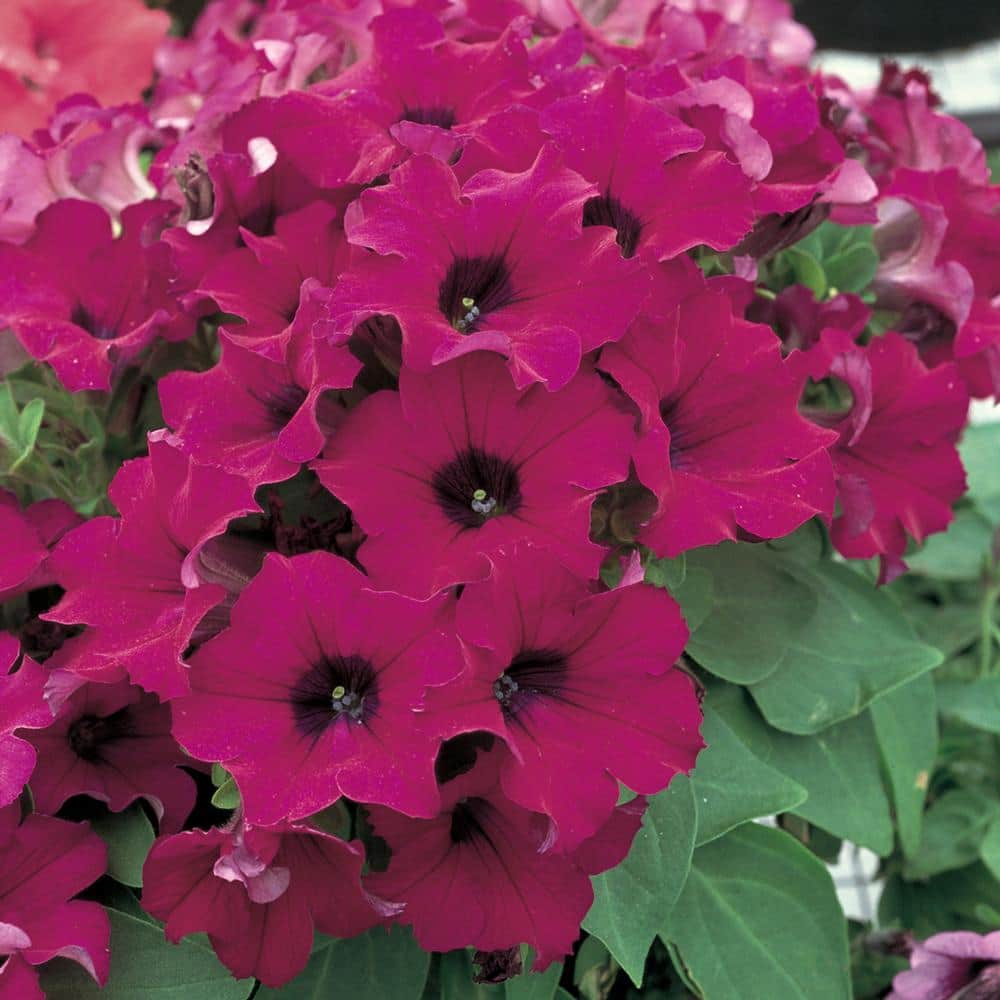 BELL NURSERY 6 in. Blue and Purple Petunia Live Plant 8335 The Home Depot