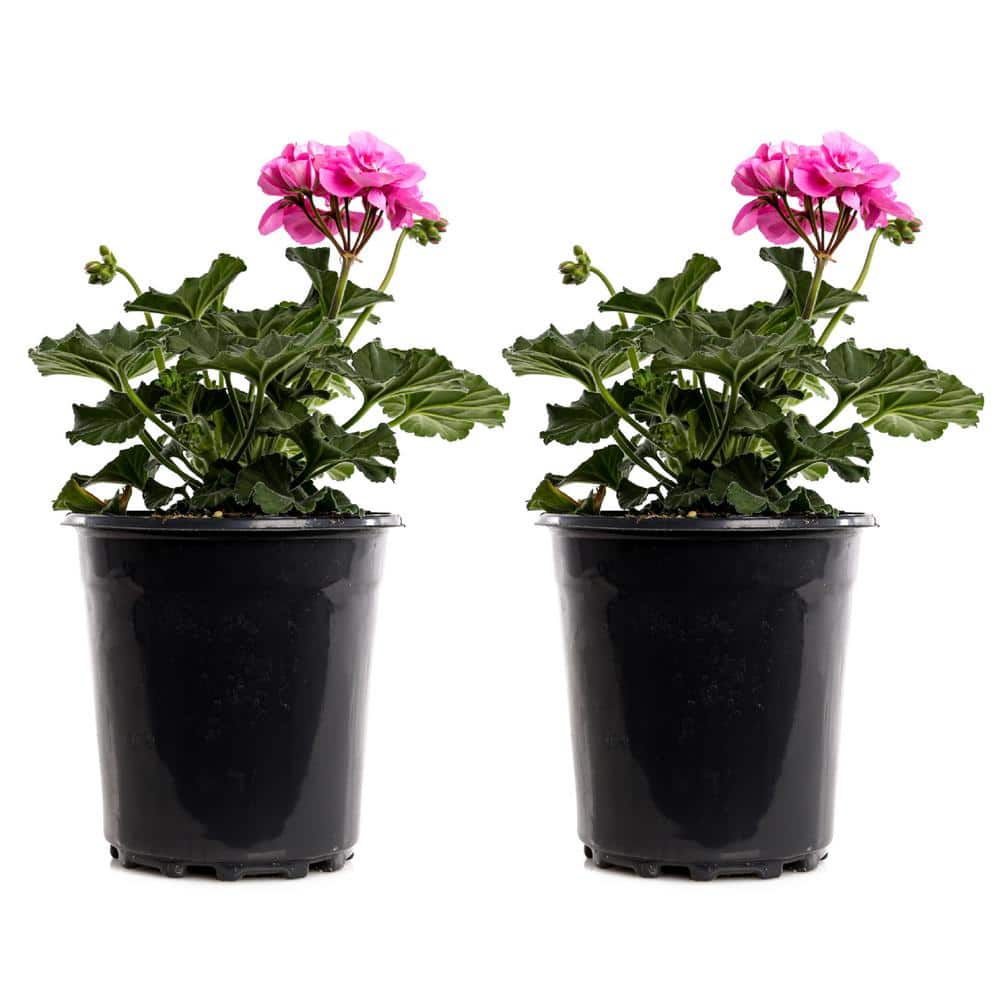 2.5-Qt. #1 Pink Geranium Plant (2-Pack)