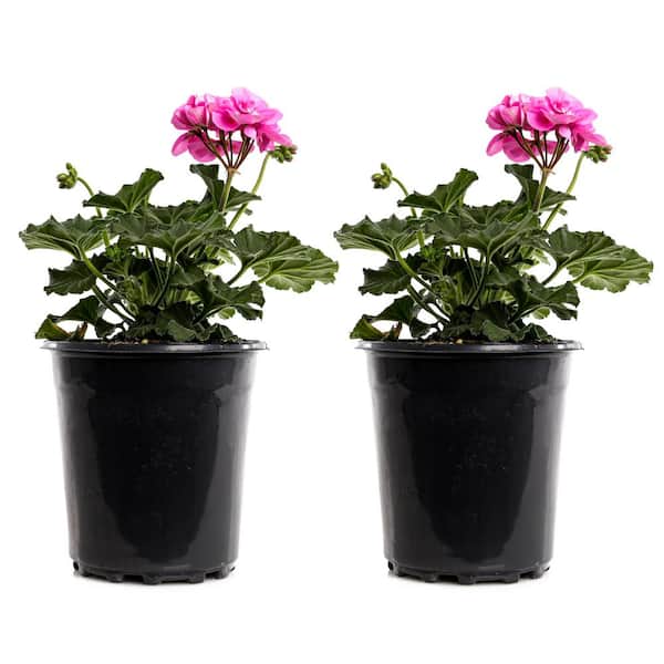 Unbranded 2.5-Qt. #1 Pink Geranium Plant (2-Pack)