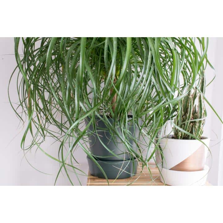 Ponytail Palm 6" Indoor/Outdoor Succulent with Sandy Soil