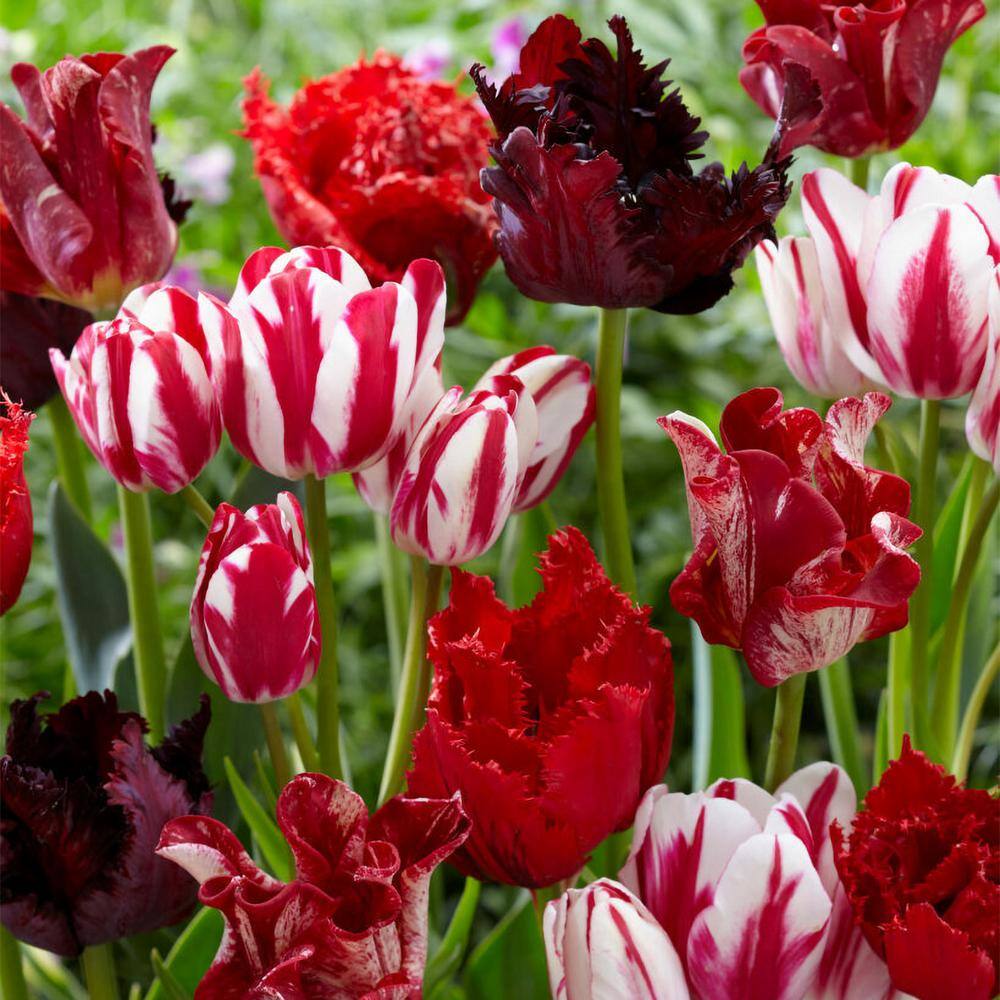 VAN ZYVERDEN Tulips Extended Bloom Crimson Noir Mix Set of 25