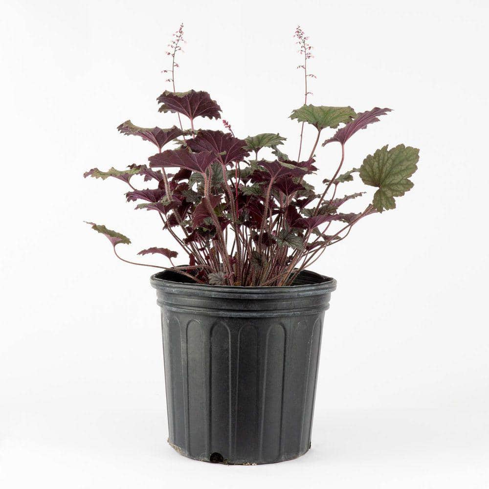 2 Gal. Frosted Violet Coral Bells (Heuchera), Live Perennial Plant, Purple 