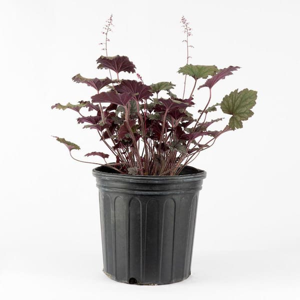 Unbranded 2 Gal. Frosted Violet Coral Bells (Heuchera), Live Perennial Plant, Purple Foliage