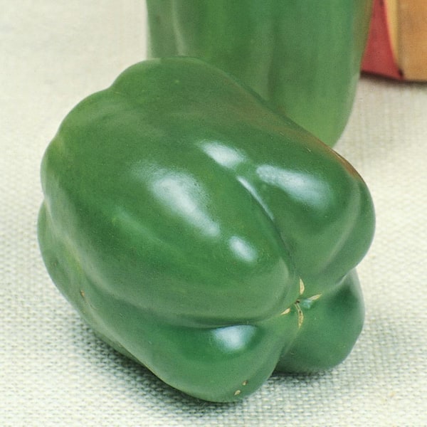 Burpee 3.5 in. Better Belle IV Sweet Bell Pepper Vegetable Plant