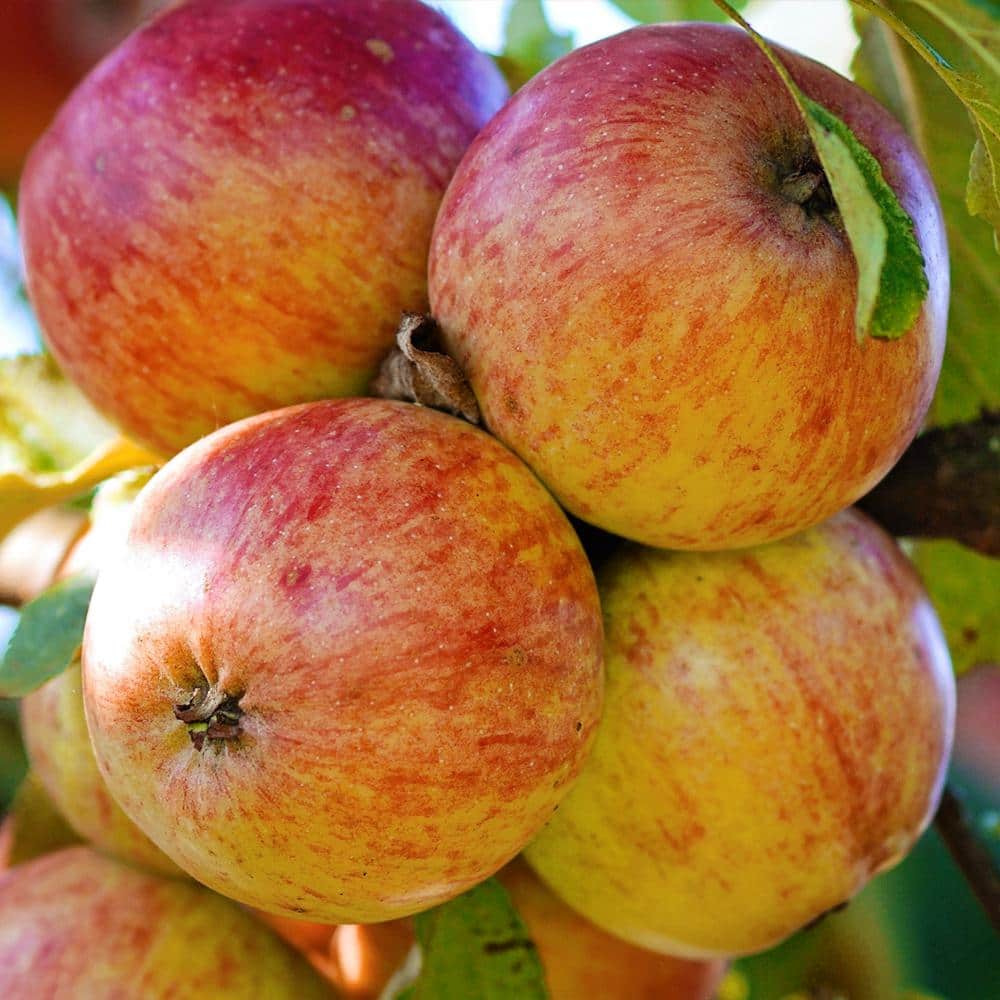 Rainier Organic Fuji apple Review