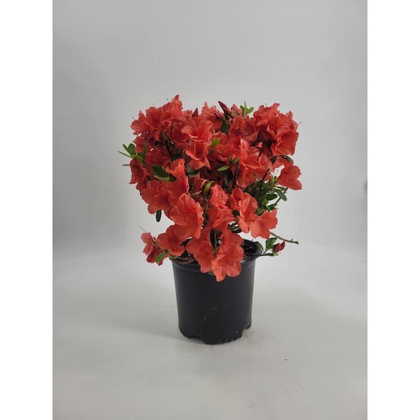 BELL NURSERY 1 Gal. Azalea Girard Hot Shot Live Evergreen Shrub with Red Flowers (3-Pack)