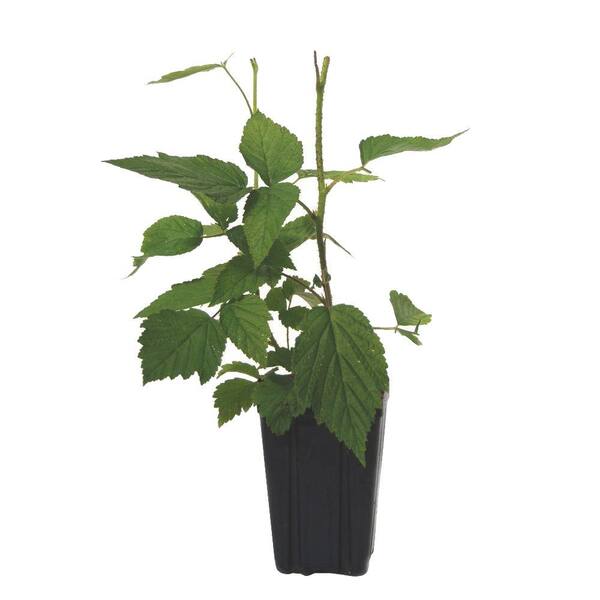 Sweet Berry Selections Autumn Bliss Red Raspberry Fruit Bearing Potted Shrub