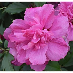 1 Gal. Lucy Rose of Sharon Hibiscus Shrub Unique Ruffled Pink Flowers, Among the Toughest Flowering Shrubs